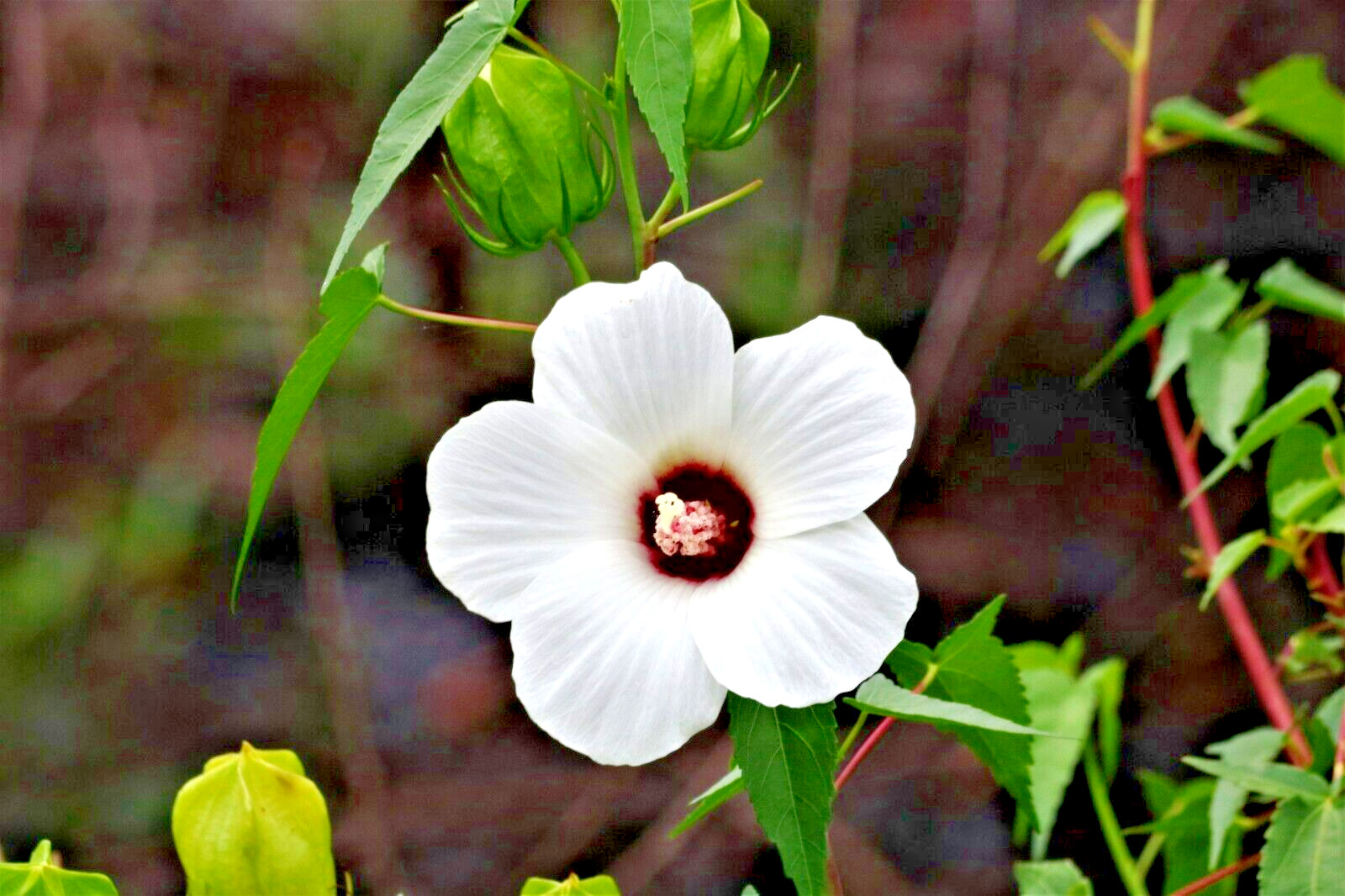 30 WHITE SWAMP ROSE MALLOW SEEDS ( with red center ) – WILD HIBISCUS