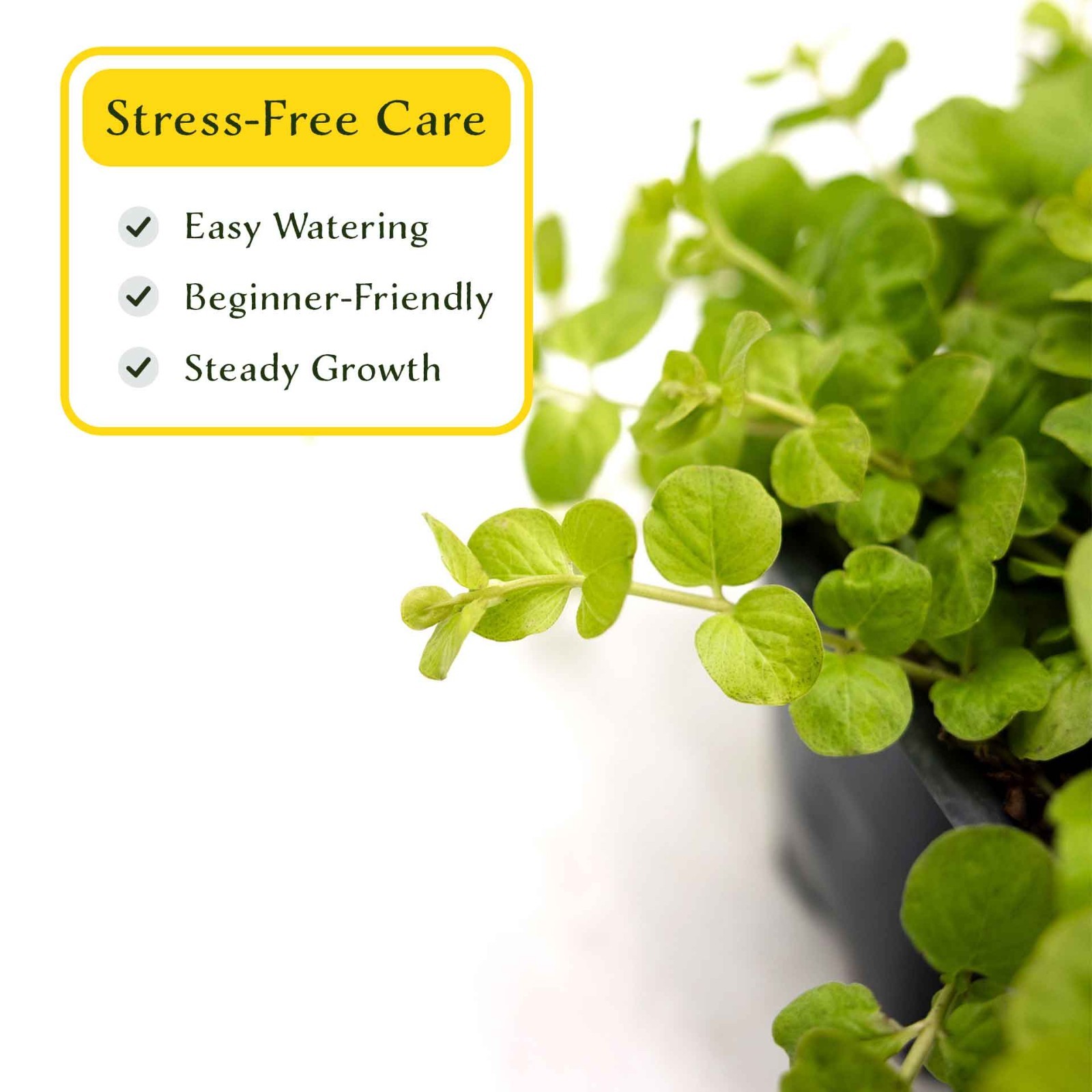 3 Yellow Moneywort Plants in 2.5” Cube, Golden Trailing Groundcover (Lysimachia)