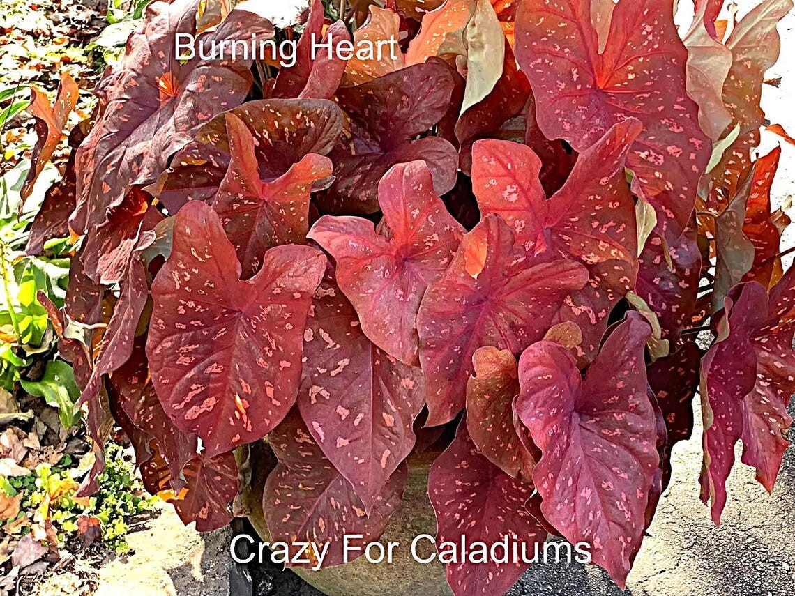 Caladium ‘Burning Heart’ Size #2 (4 Bulbs), 1″–1.5″) | Easy to Grow Foliage