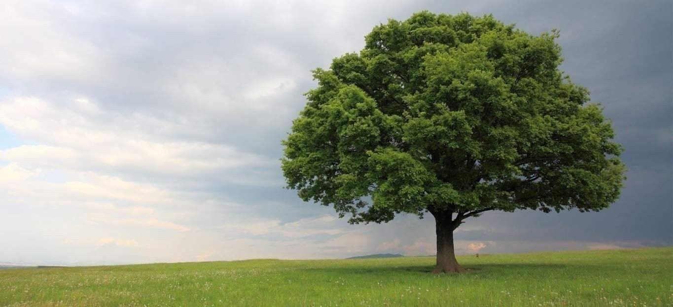 Laurel Oak Tree | Quercus Laurifolia Swamp Oak | 3 Live Plants |…
