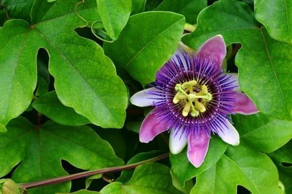 Mixed Passion Flower Seeds – 50+ Passiflora Seeds, Stunning Colors & Exotic Bloo