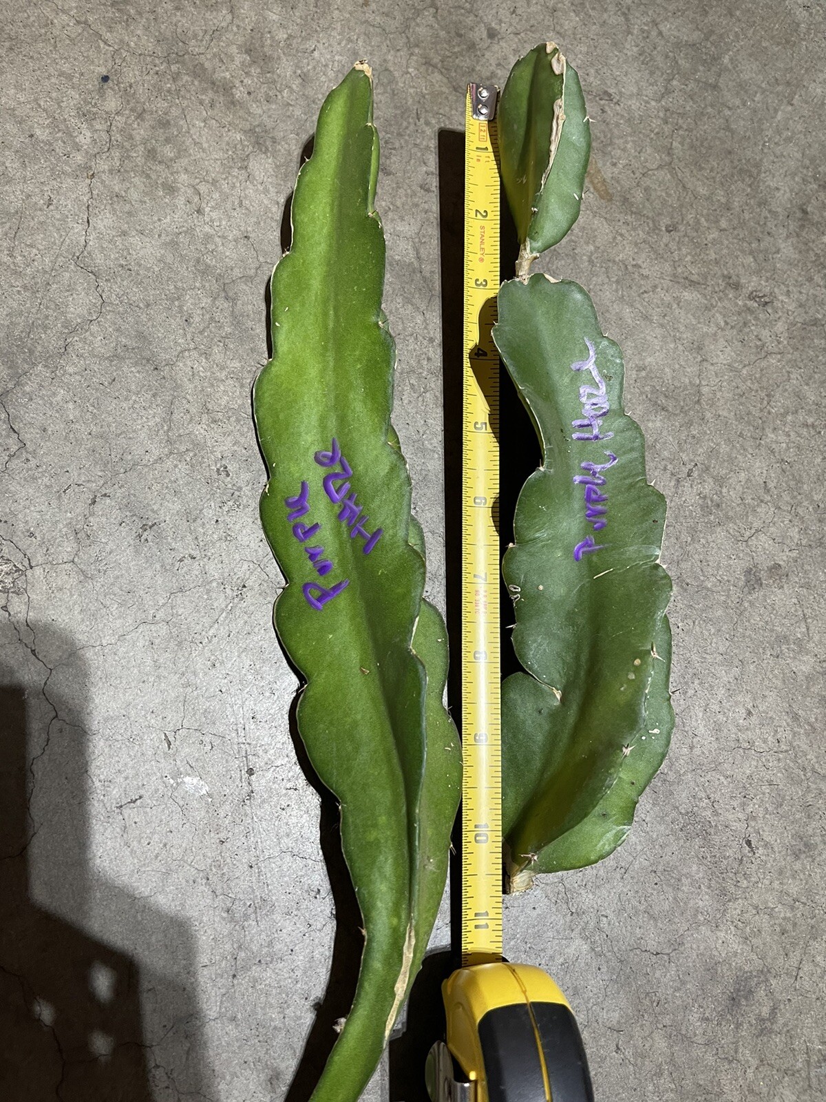 Purple Haze Dragon Fruit Cutting (8-12 Inches Long)