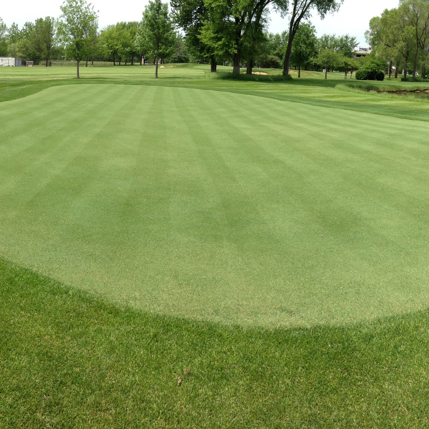 2 LBS V8 Creeping Bent Grass Seed For Golf Courses & Putting Greens