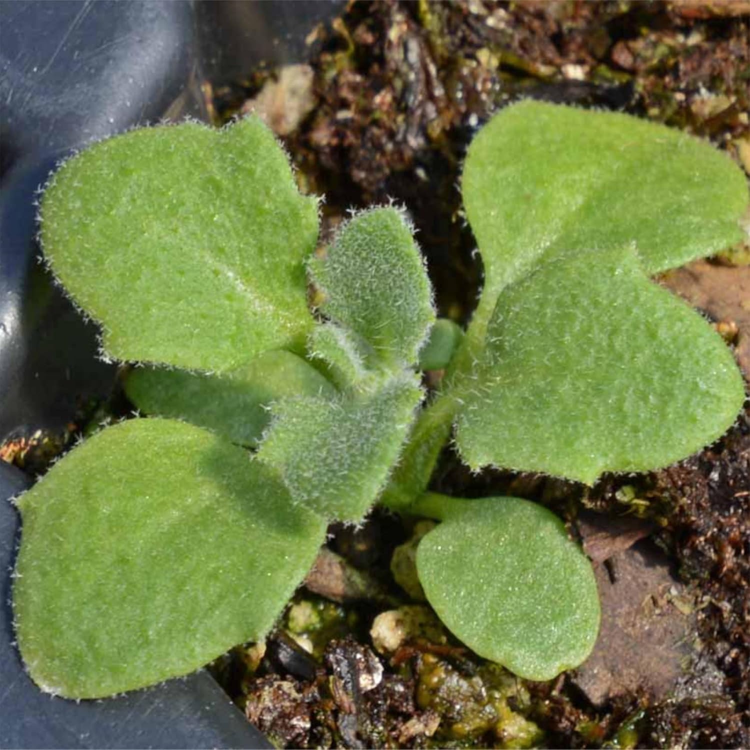 Purple Rockcress Seeds – Heirloom Perennial Flowers for Gorgeous Rock Gardens