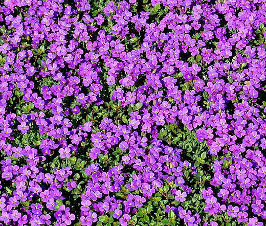 ROCK CRESS PURPLE Aubrieta Deltoidea – 2,000 Bulk Seeds