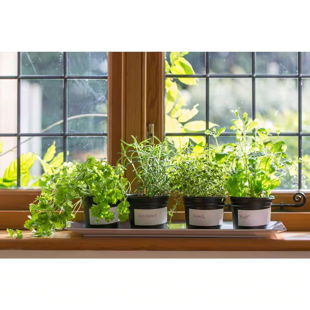 1 Gal. Barbeque Rosemary Plant