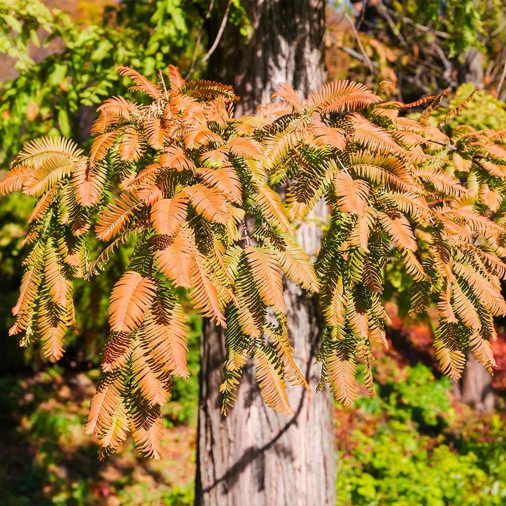 1 Dawn Redwood Tree 12-24″ Tall Metasequoia glyptostroboides Bare Root