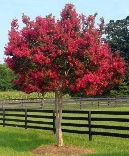 Crape Myrtle Tonto | Live Plants | Fuchsia Red/Pink Blooms, Premium Live…