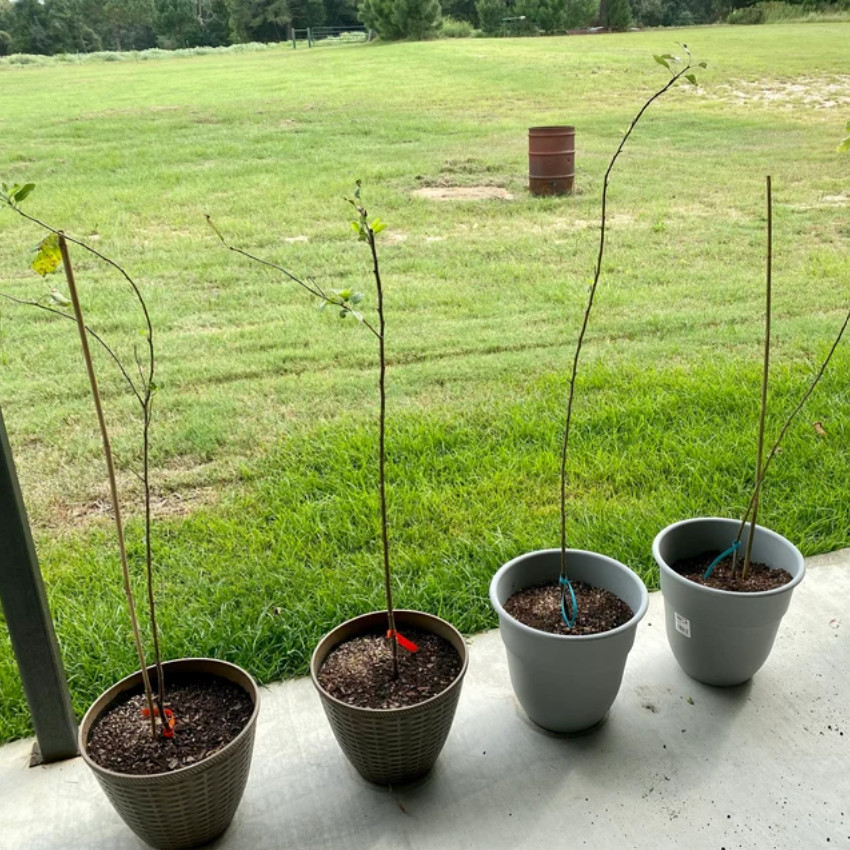 American Sycamore Tree – 24-36″ Tall Seedling, Live Plant, Platanus occidentalis