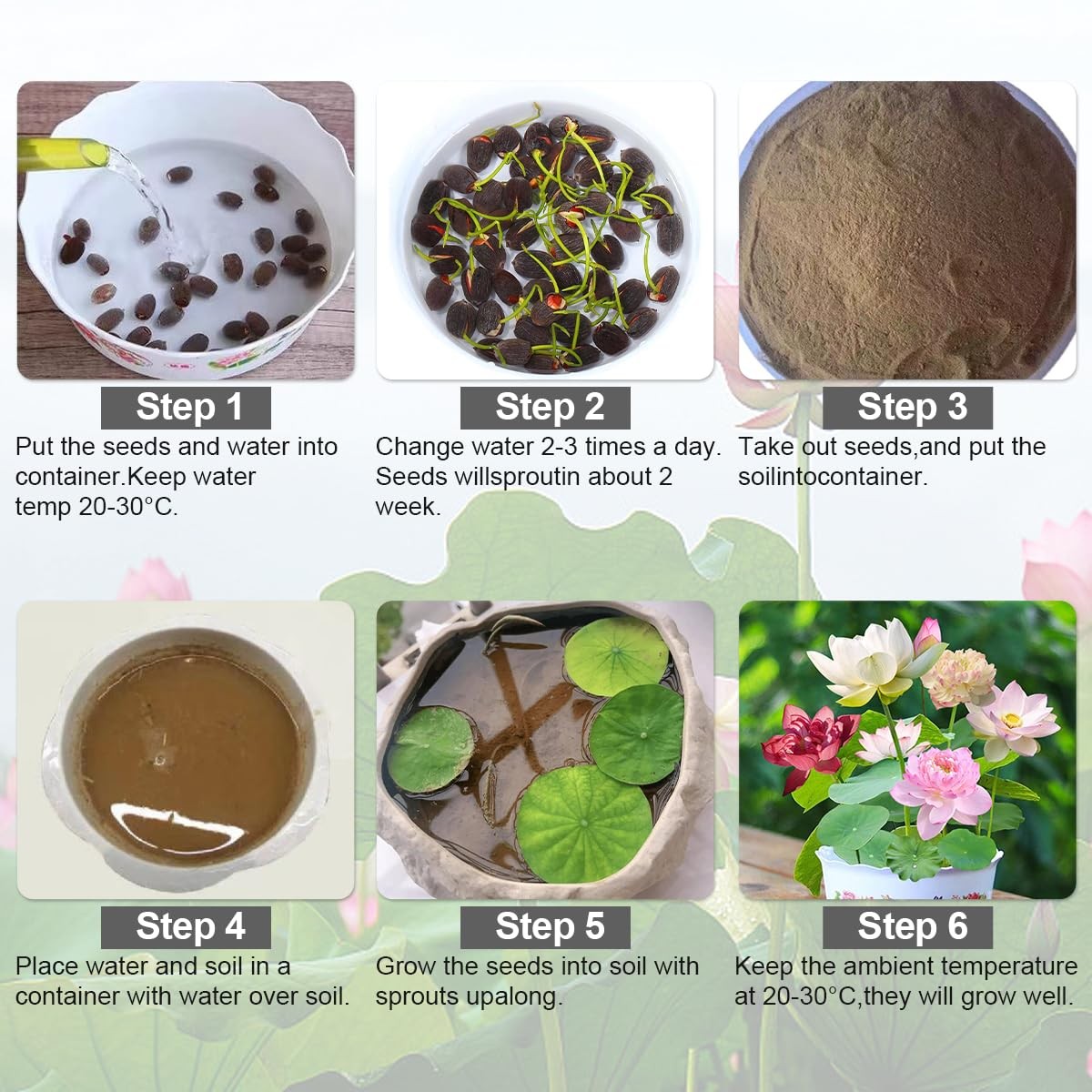120 Pcs Mixed Color Bonsai Bowl Lotus Seeds,Easily Low Maintenance for 120 PC