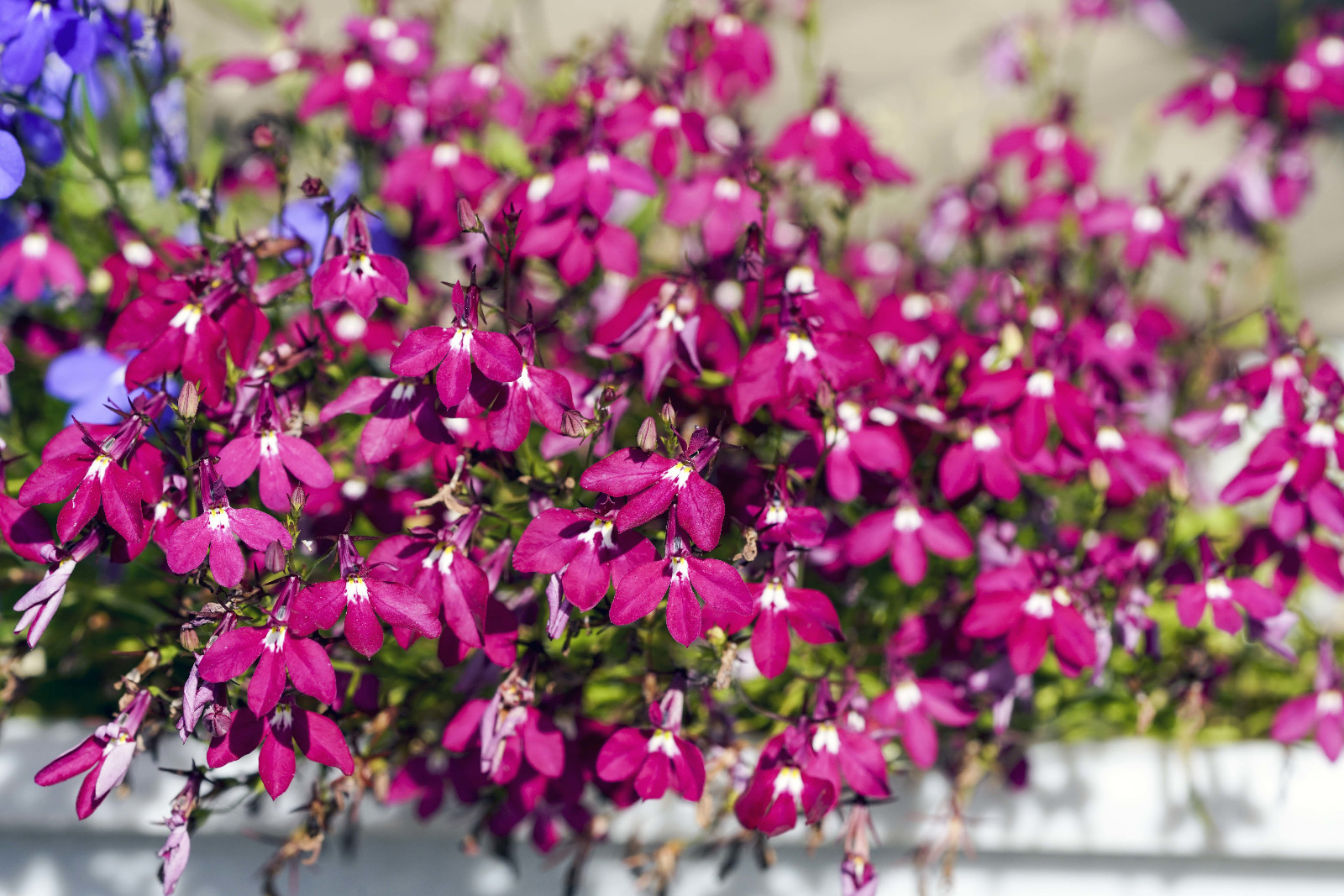 200 Red CRIMSON FOUNTAIN LOBELIA Erinus Flower Seeds *Flat S/H