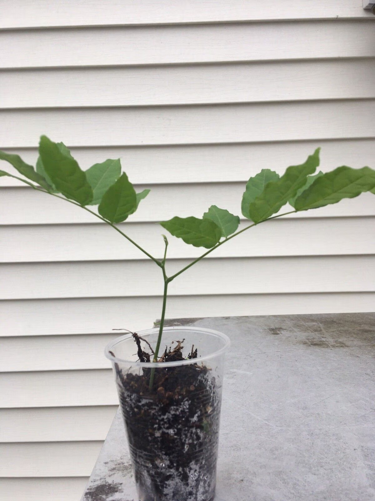 White Wisteria starter live plant, small 4+ inches, great for bonsai