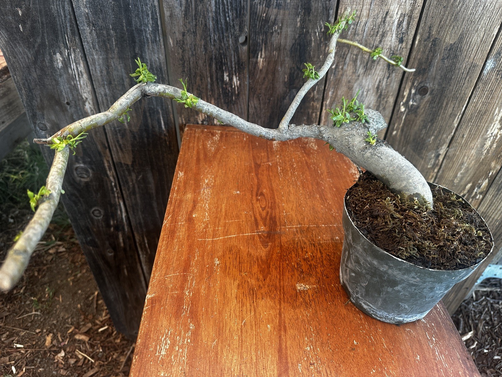 DRAGON BONSAI STARTS! Weeping Willow Tree Cutting Thick Trunk Dwarf
