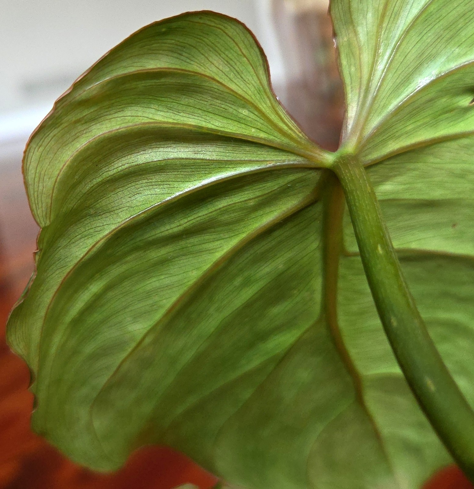 Rare Philodendron Sodiroi Aff X Verrucosum 21″ Tall Not Monstera Anthurium Aroid