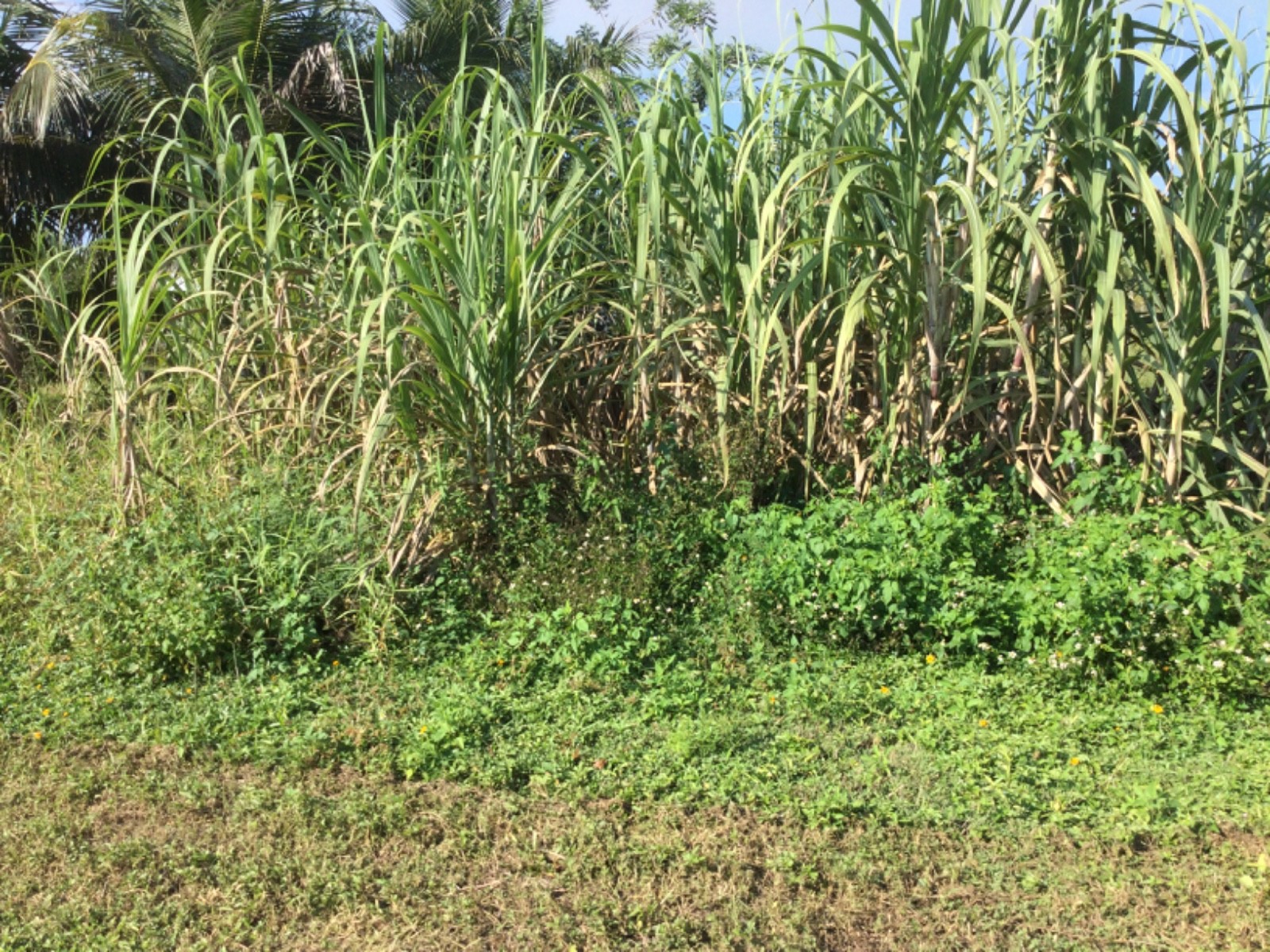  A least 10 Pieces of Sugar Cane @ 11 inches long. Organic Farm Grown in Florida