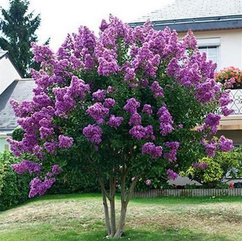 20 SEEDS CRAPE/CREPE MYRTLE flowering bloom tree bush rare exotic plant garden