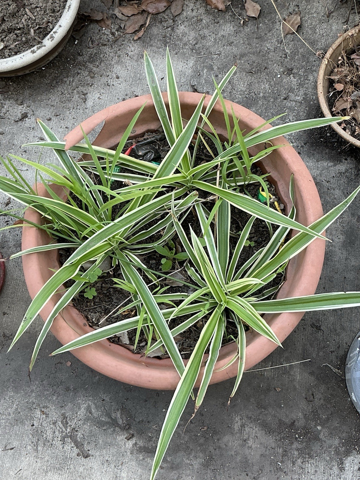 Lot Of 3 Spider Airplane Plants, 10” Tall With Roots, Rooted