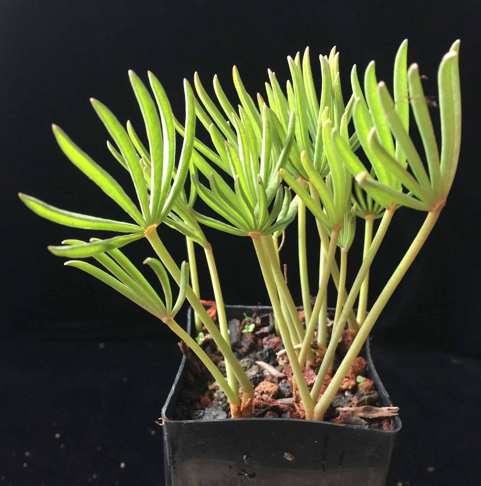 Bulbs E, CHOOSE 2: Oxalis palmifrons, Romulea hantamensis, Strumaria prolifera