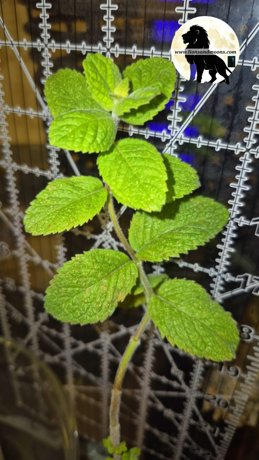 Apple Mint Live Plant 10 Inch Starter Plant Mentha Suaveolens Lionsandmoons