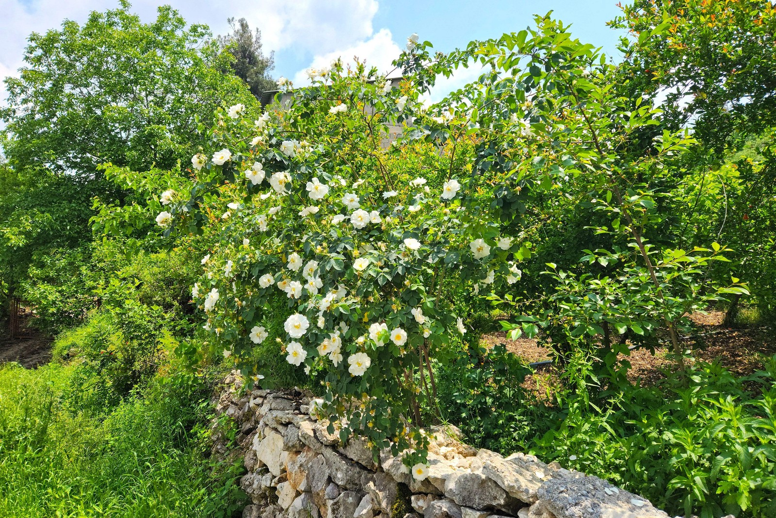 10 WHITE JAPANESE ROSE Rosa Rugosa Alba Bush Shrub Flower Seeds *Flat Shipping