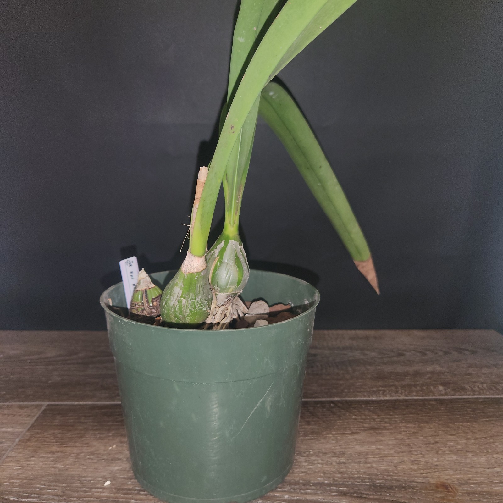 Encyclia Rioclarense 6″ Pot BS Division