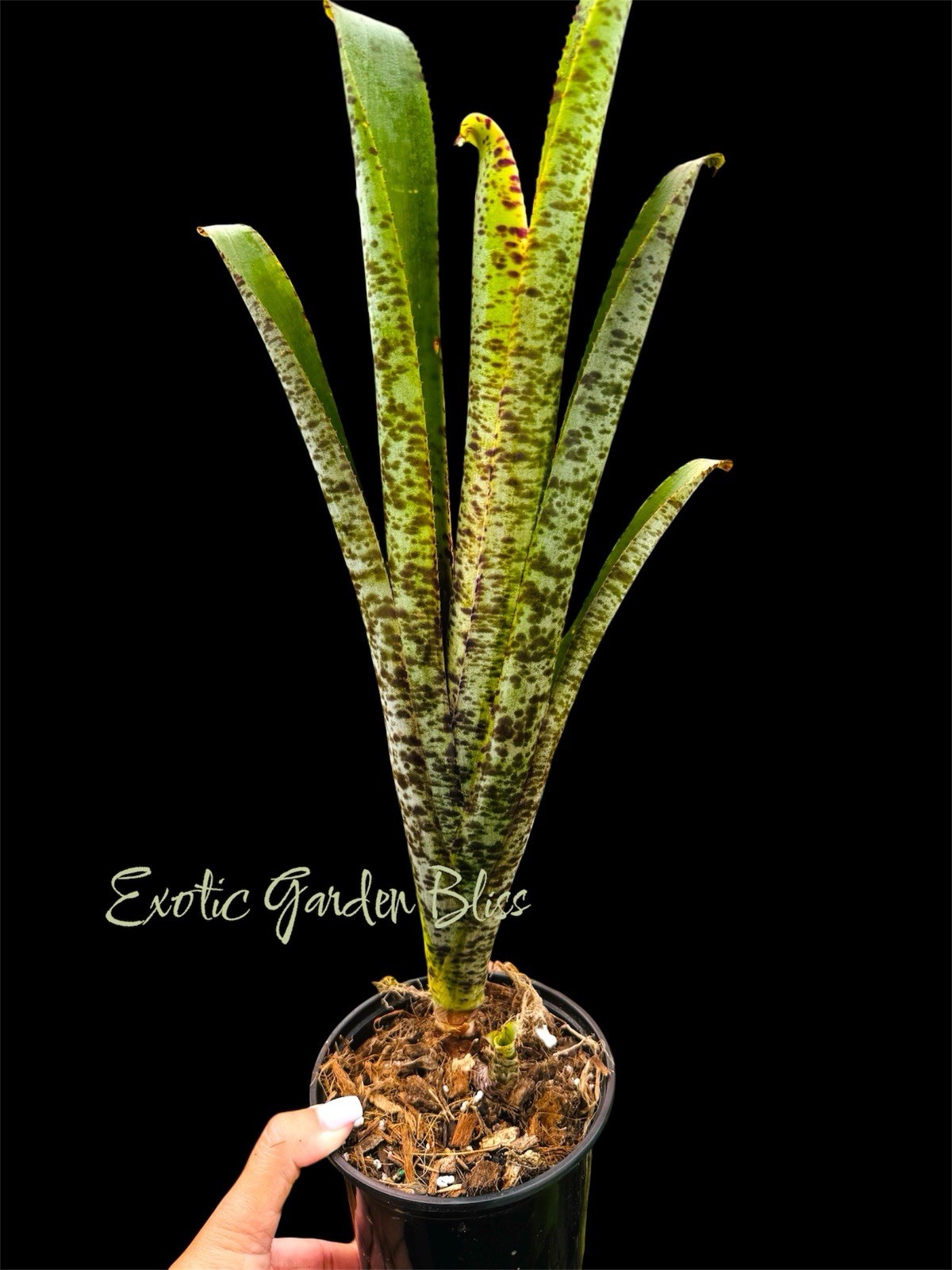 Quesnelia marmorata – Straight Leaf Tips Form (NOT Tim Plowman) Large plant