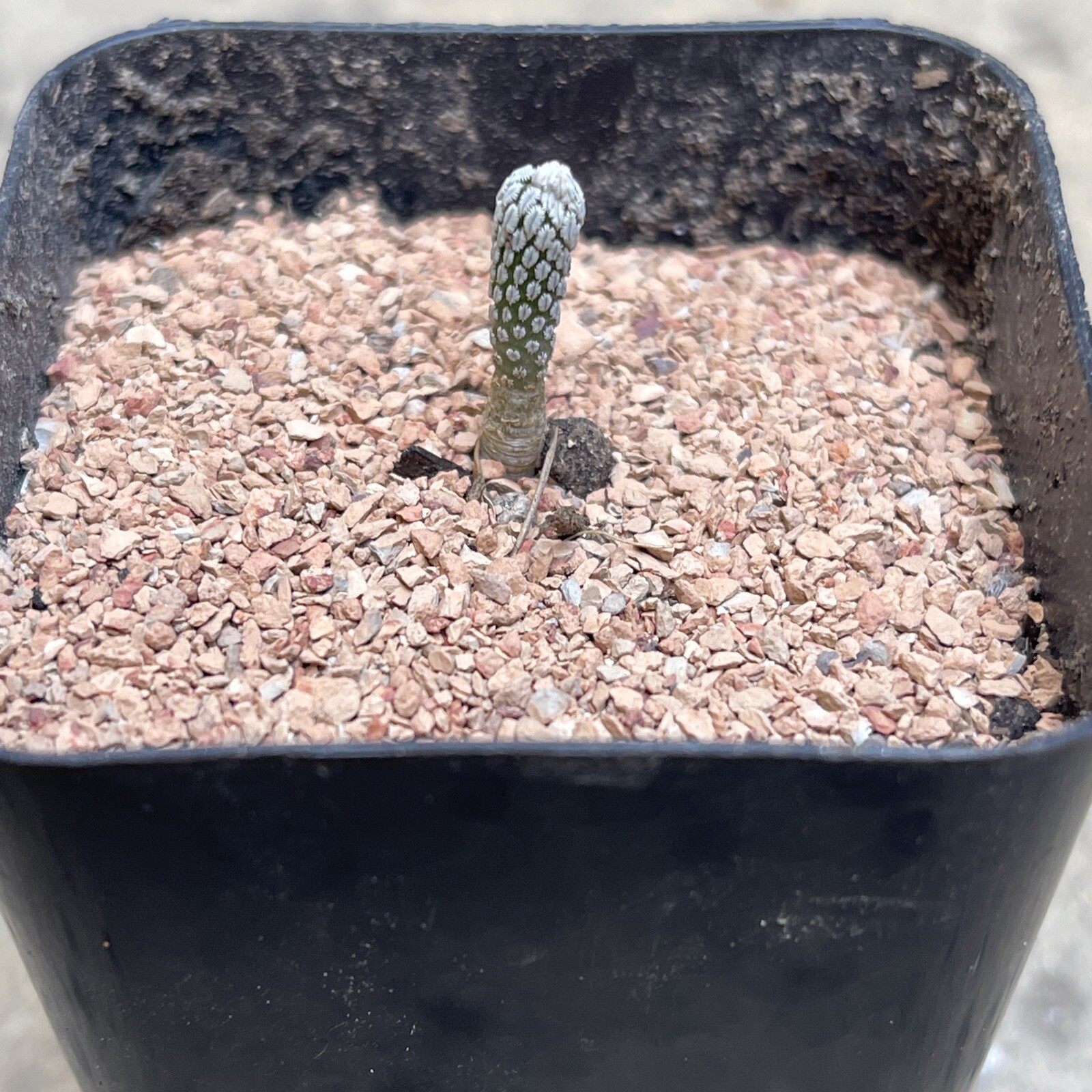 Pelecyphora aselliformis seedling, OWN ROOTS, for the NUTS OUT THERE!