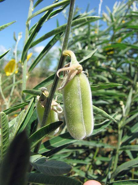 Crotalaria juncea | Sunn Hemp | 10 Seeds