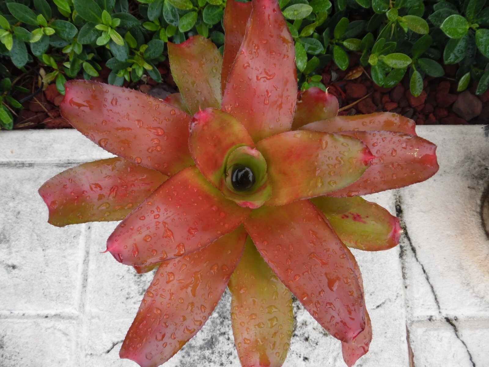 Neoregelia MYSTERY 1 Bromeliad one tropical plant *MEDIUM* ***SALE***