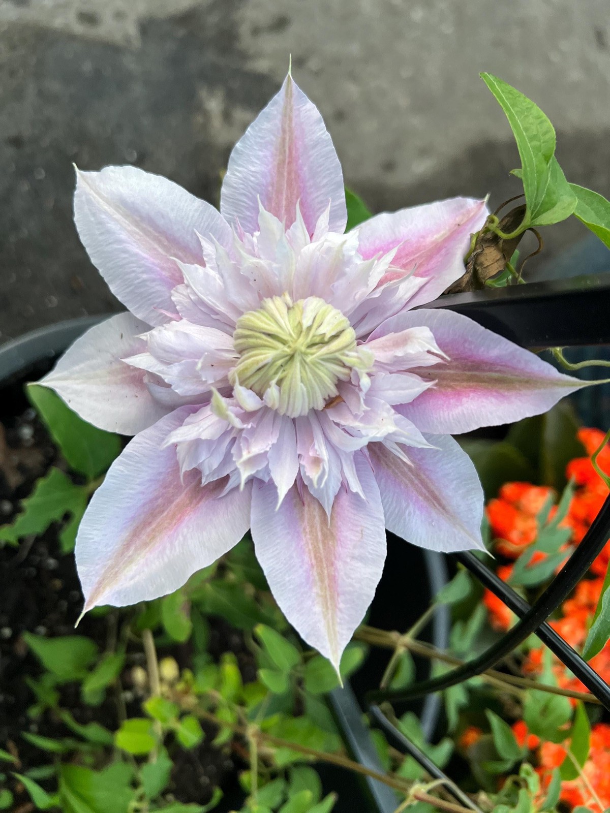1 “Josephine Evijohil” Clematis Starter Plant (Not Seeds) – US Seller