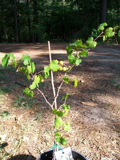 Black Isons Muscadine Grape 2 Gal Vine Plants Vines Plant Grapes Vineyards Wine