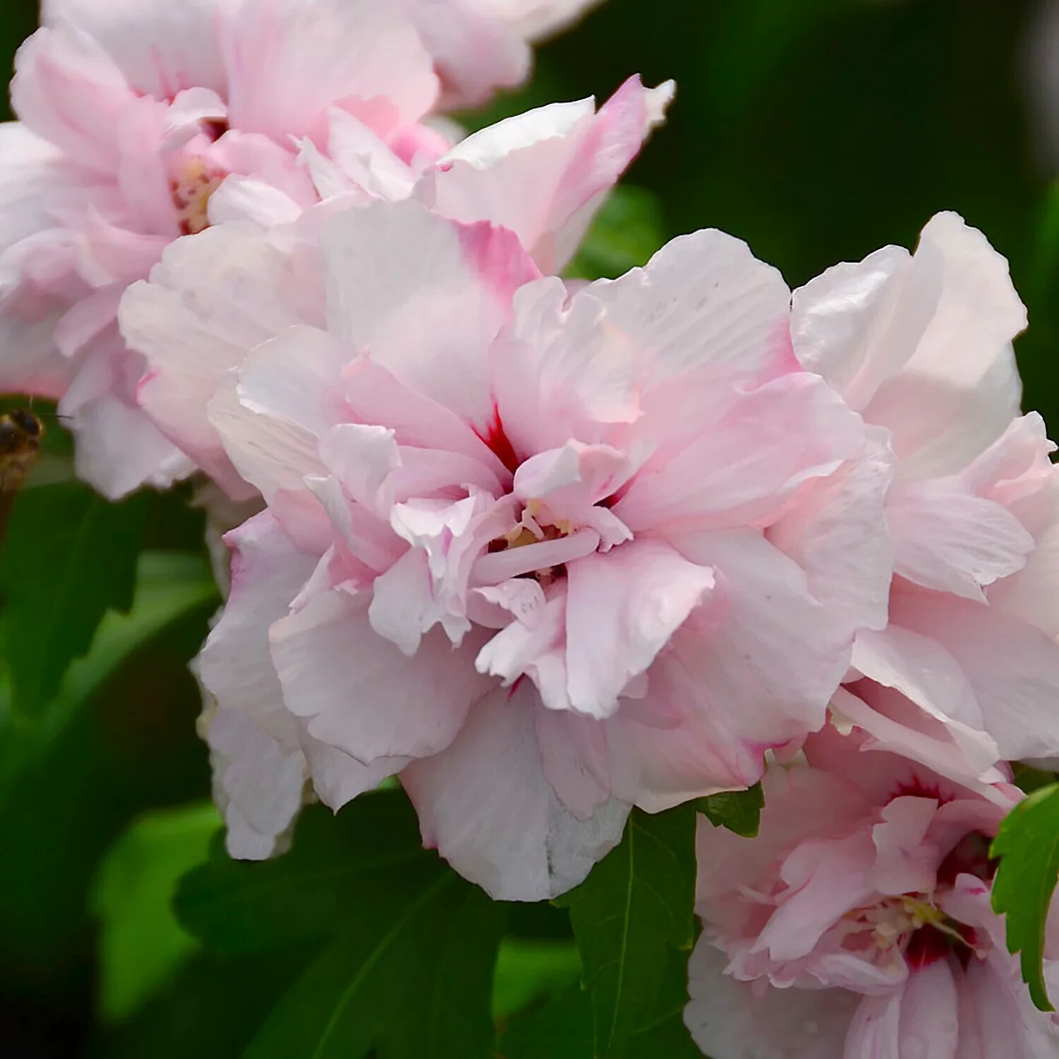 MIXED ROSE OF SHARON HIBISCUS ALTHEA LIVE 3 PLANTS VARIOUS COLORS 2.5” in pot