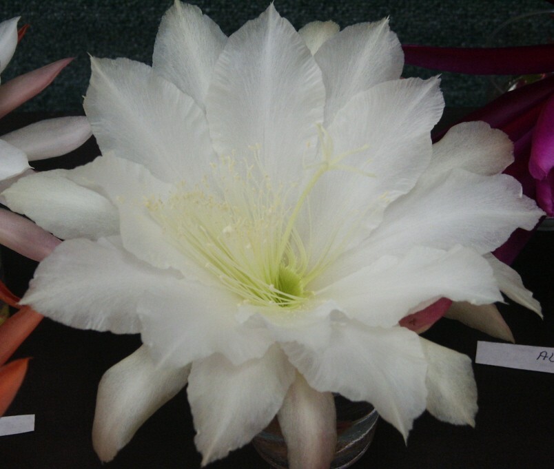 Epiphyllum, Orchid Cactus, ” SUGAR FROST “, Don’s Quart pots JULY/1