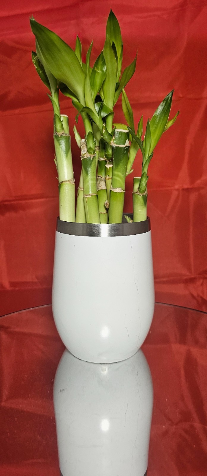 Lucky Bamboo 8 Stalks (6×4″+2×6″) Easy Care Perennial Rooted Water Plant Gift