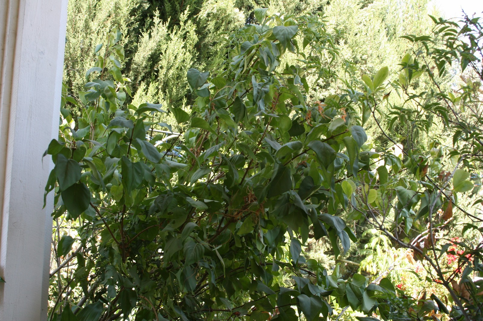 (5) Unroot Cuttings Angel White Lilac ~Pure White~ Branch Bush/Shrub/Tree/Plants