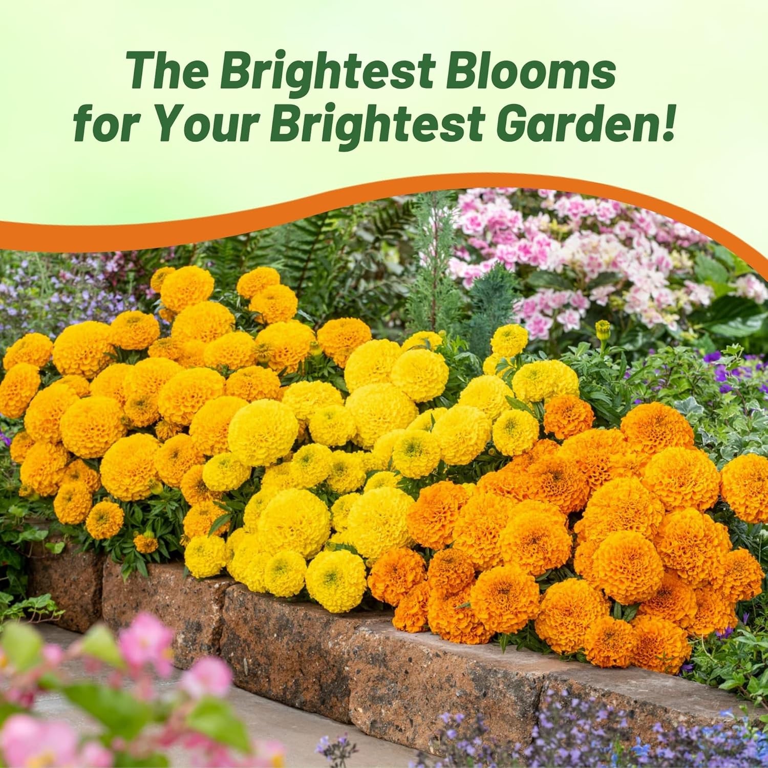 100 Seeds Tagetes Erecta African Marigold Taishan Flower Seed Mix