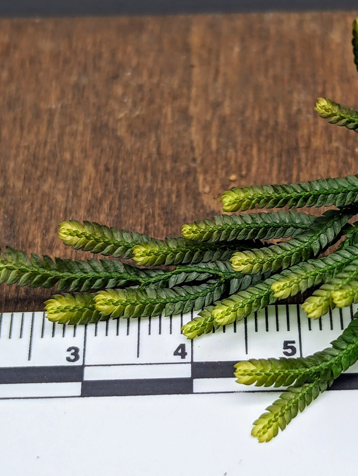 Selaginella sp. Sumatra 2 [cutting]