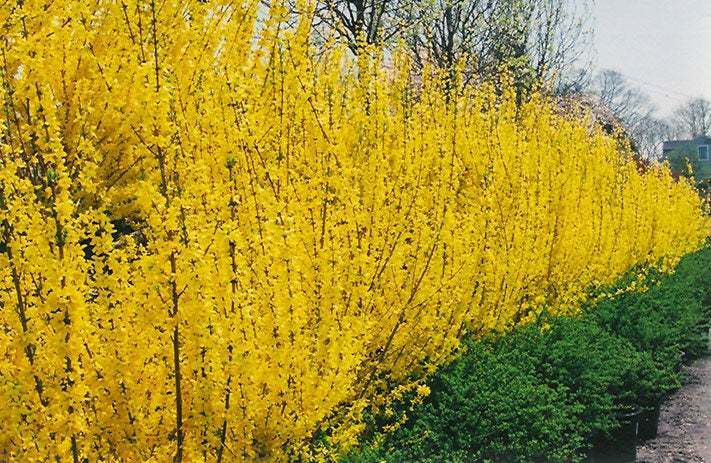 Lynwood Gold Forsythia Shrub/Bush – 6-12″ Tall – Live Lynnwood Plant – 4″ Pot