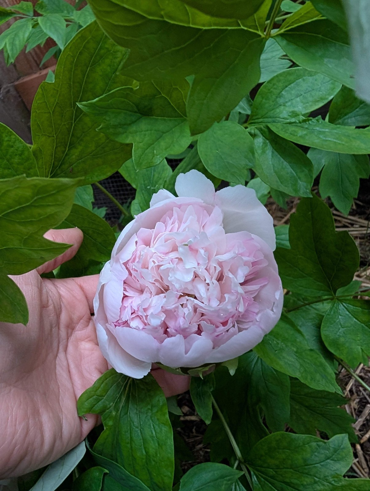 “Red thread girl” large flower tree peony Preorder for fall 2026