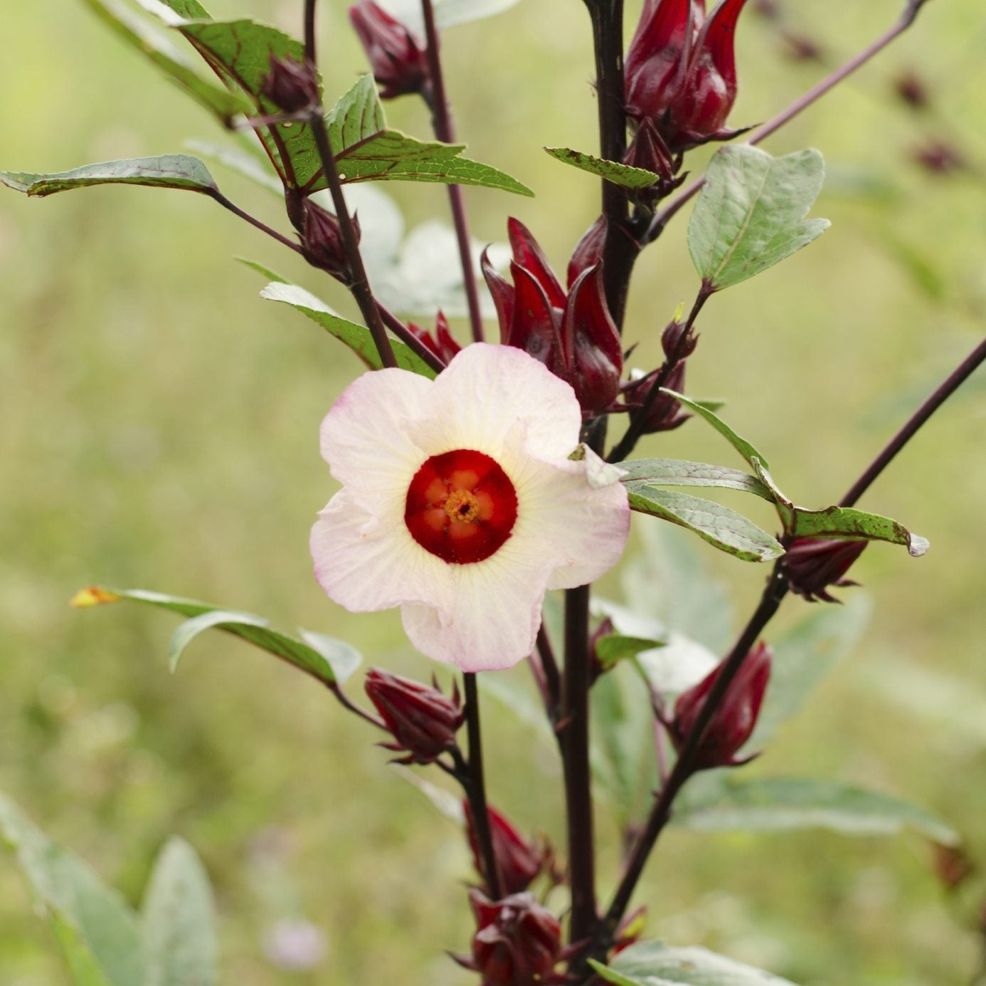 100+ Roselle Seeds for Planting Red Sorrel Jamaican Tea Florida Cranberry