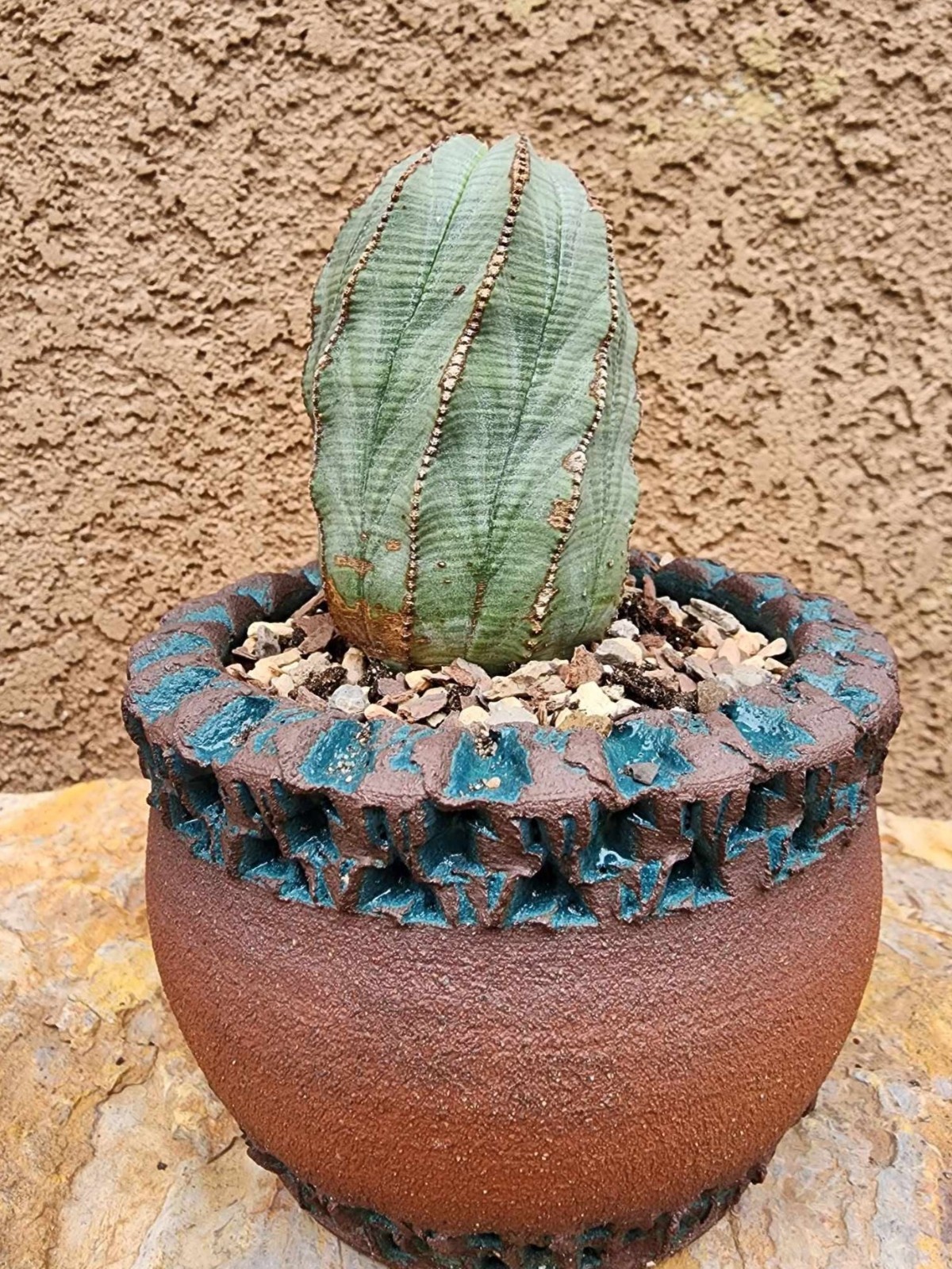 Euphorbia obesa – Rare Succulent – Exact Specimen