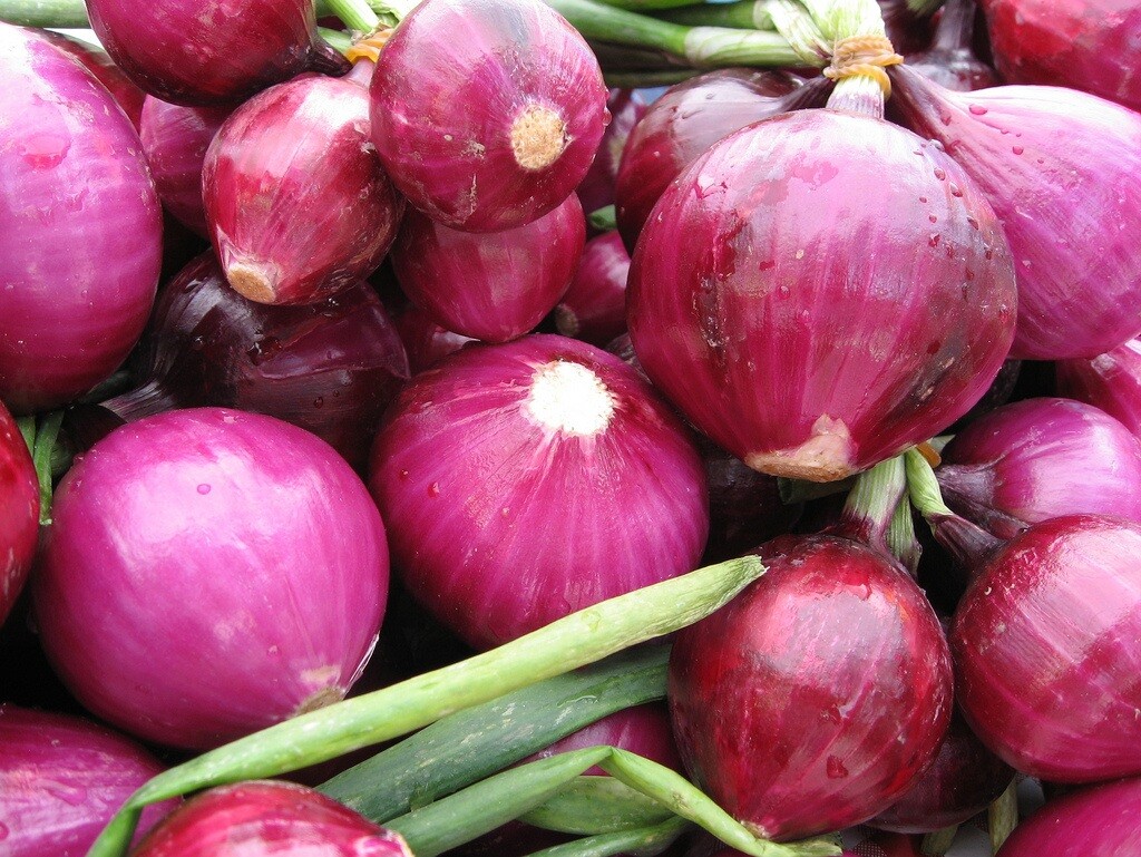 400+RED GRANO SWEET ONION Seeds Short Day Organic Spring Fall Vegetable Garden