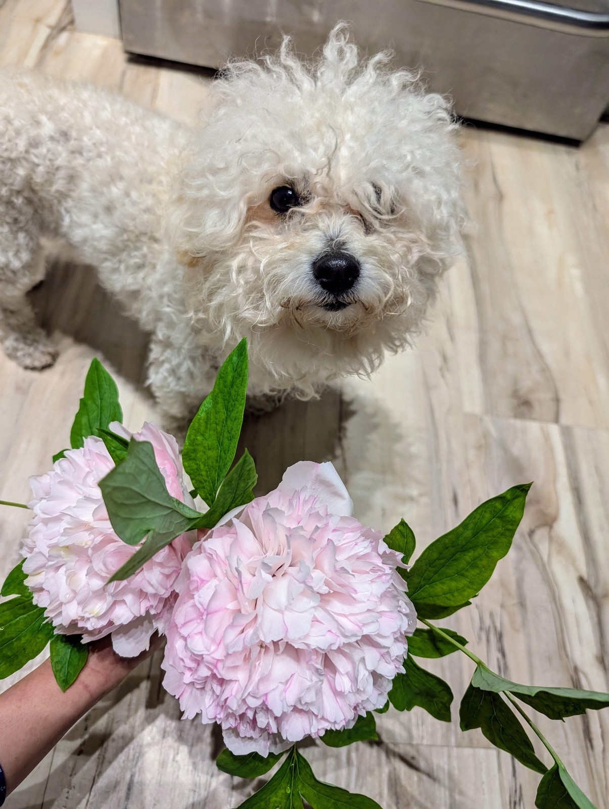 “Red thread girl” large flower tree peony Preorder for fall 2026