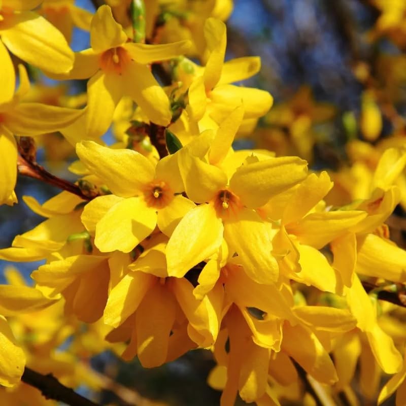 Yellow Forsythia Bush Live Plant 6-12 Inch Tall, Lynwood Gold in Pot