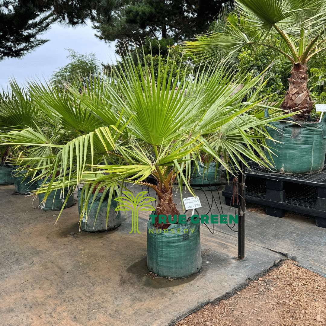 California Fan Palm 10 Seeds Washingtonia Filifera Free Shipping!