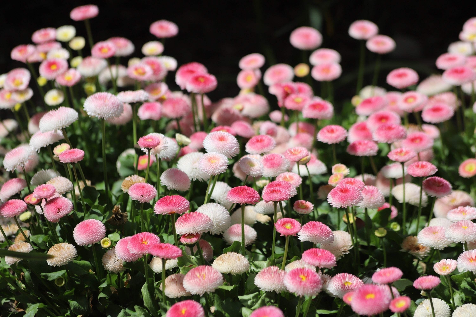 100 STRAWBERRIES & CREAM ENGLISH DAISY Bellis Perennis Flower Seeds *Comb S/H