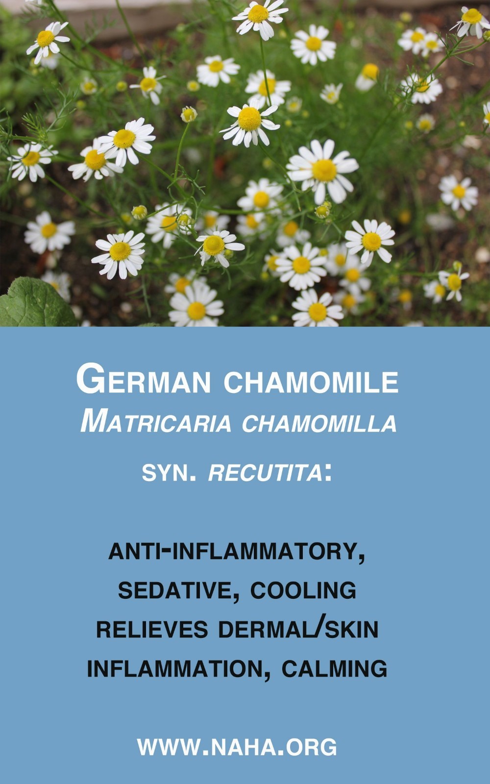2001+Common German CHAMOMILE Flower Seeds Organic Herb Tea Garden Container Easy