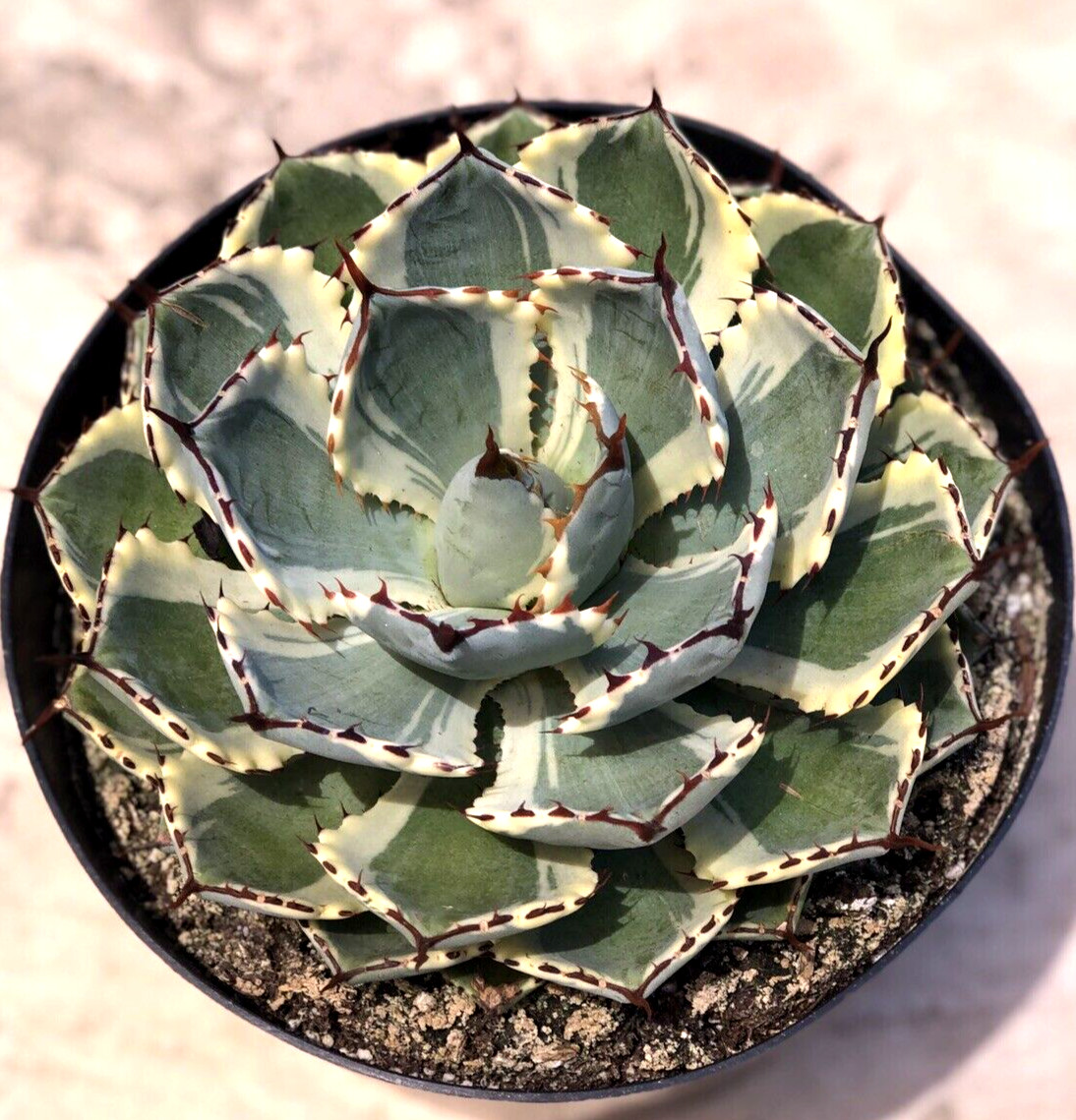 Agave Kissho Kan ‘Lucky Crown Century Plant’, Currently In 9” Container