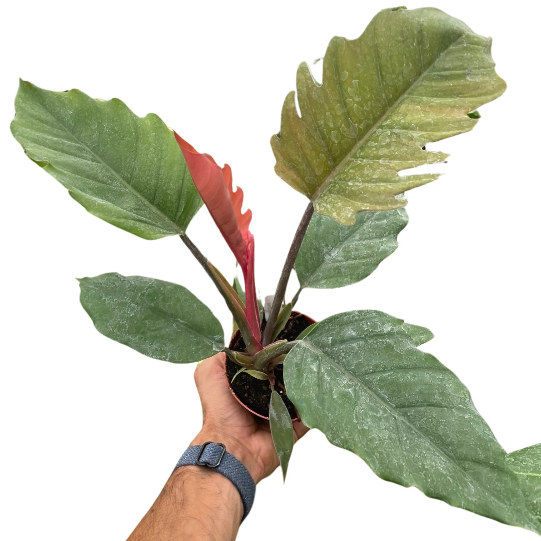 Philodendron Choco Empress