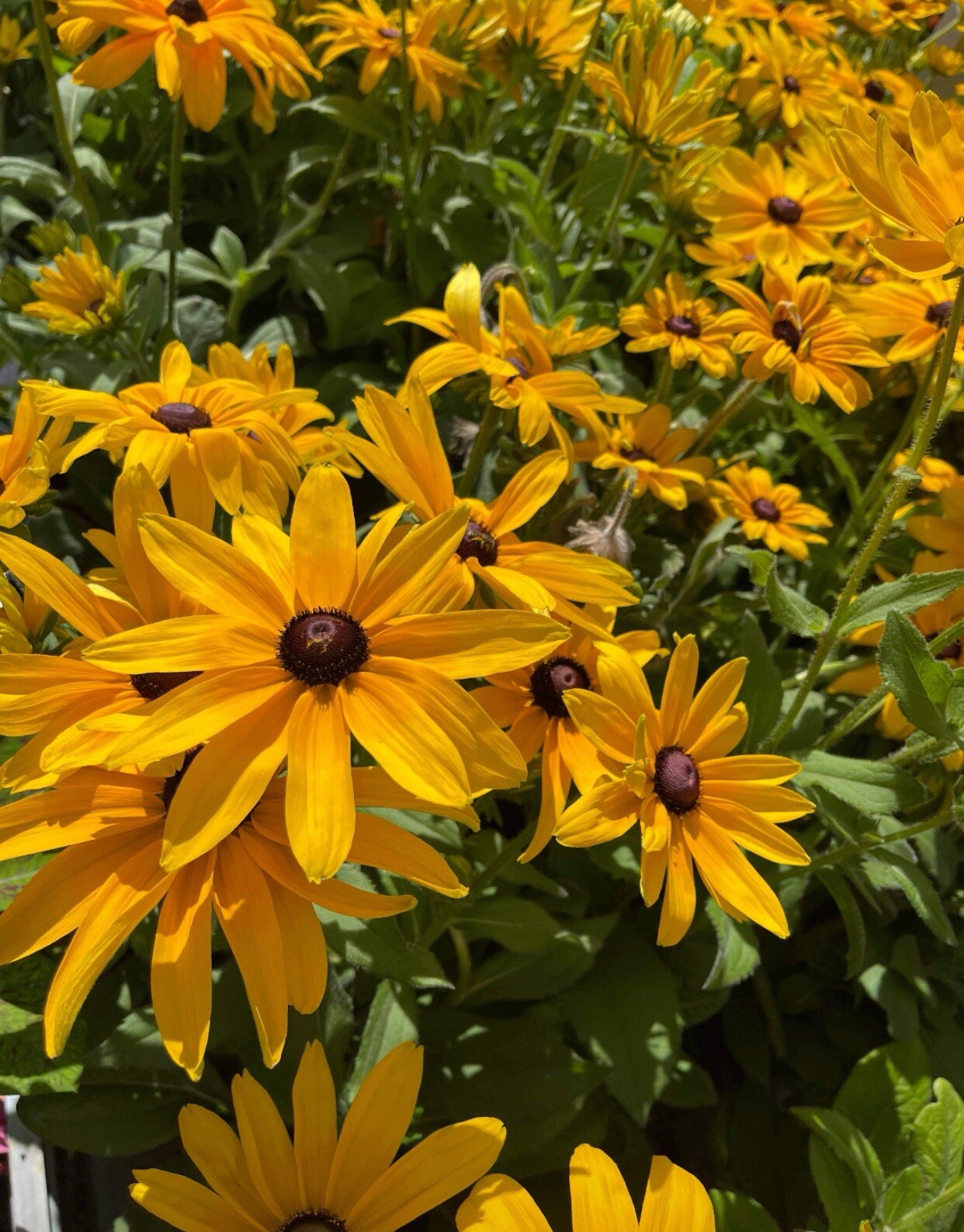 200+ SEEDS-Black-Eyed Susan Seeds – Rudbeckia Hirta Buy2Get1Free(add2incart)